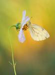 Bielinek bytomkowiec Pieris napi