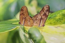 Dryas Julia