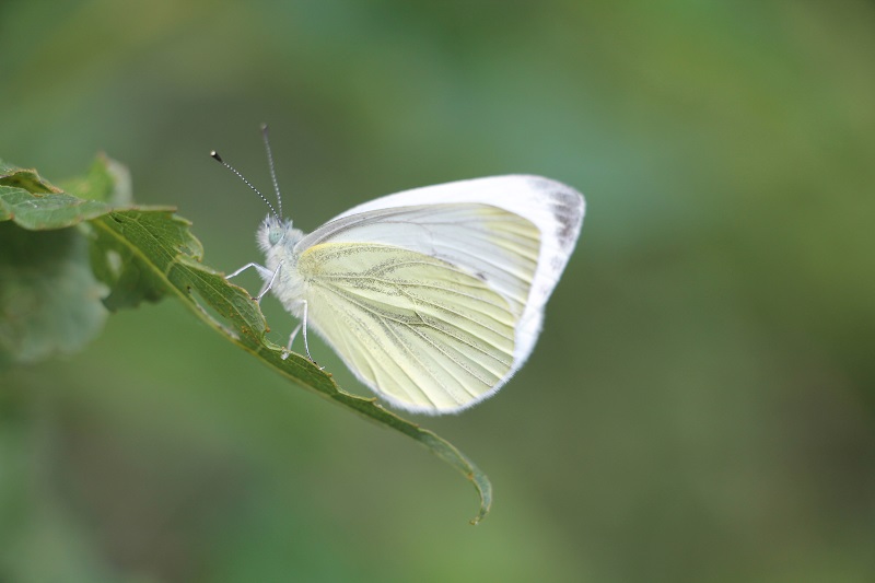 Motyl