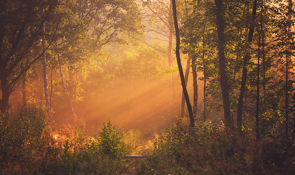 Morning in the Forest