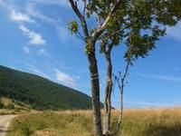 To follow a route - mountain ash