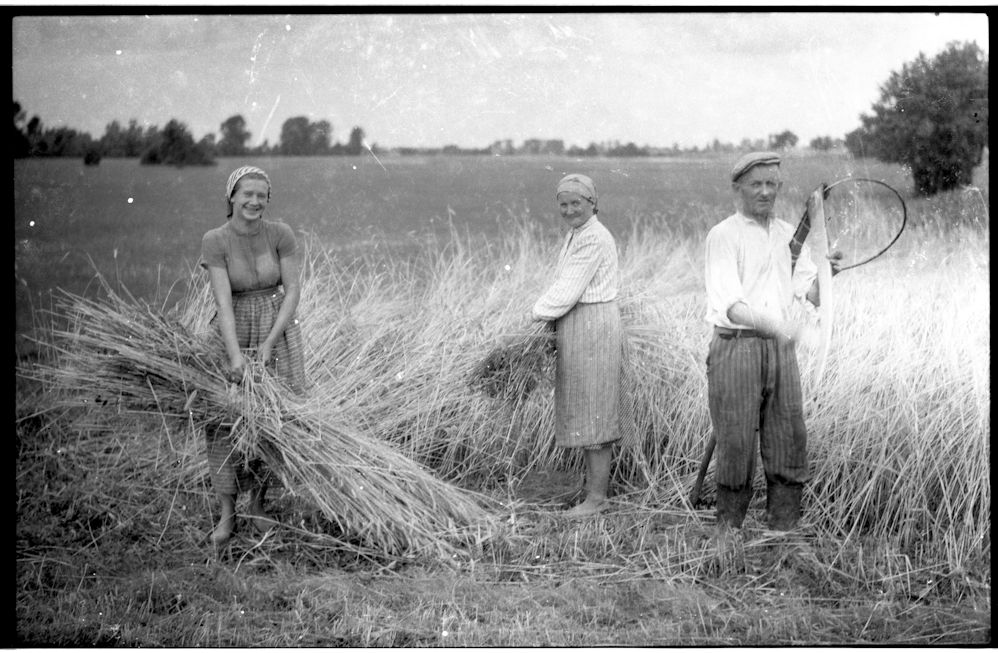 Żniwa w pełni