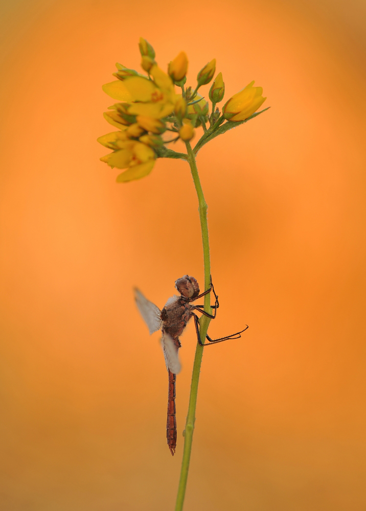 Szablak żółty Sympetrum flaveolum