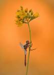 Szablak żółty Sympetrum flaveolum