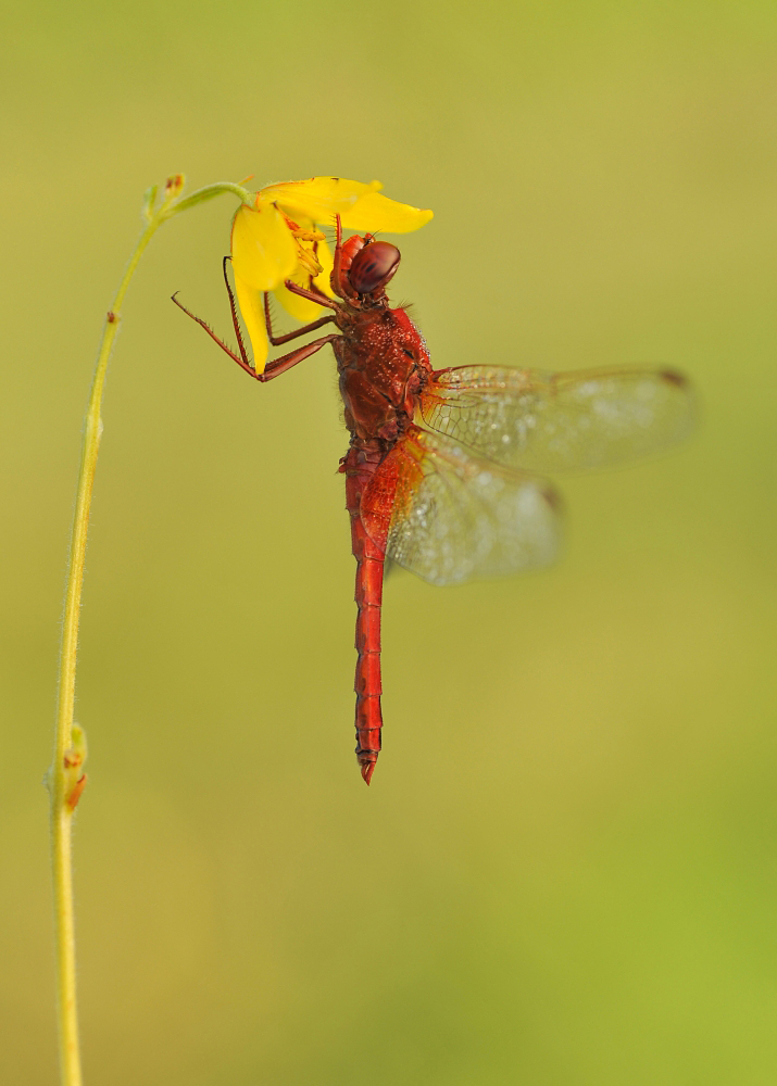 Szafranka Crocothemis erythraea