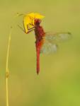 Szafranka Crocothemis erythraea