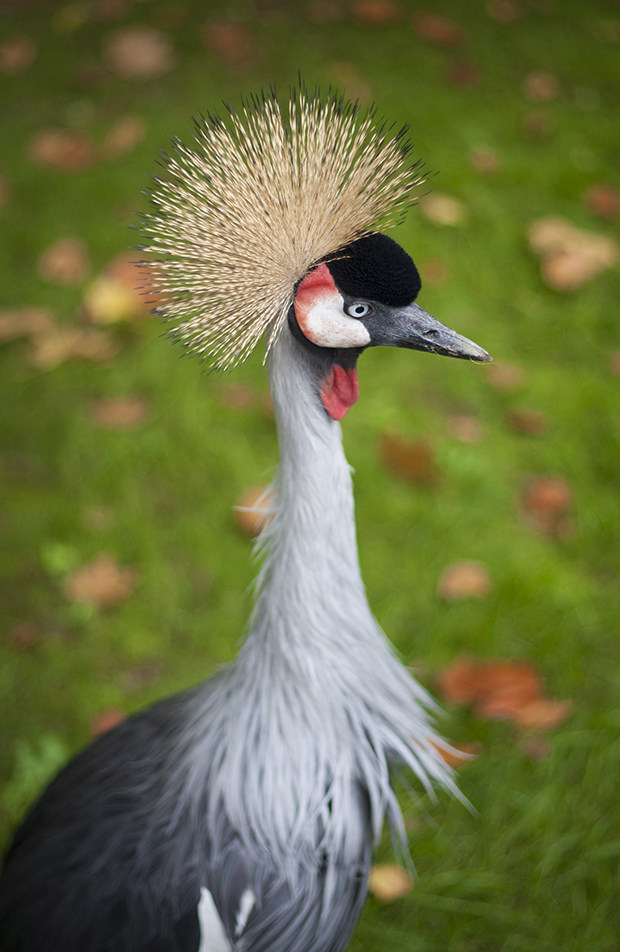 Balearica regulorum gibbericepsl