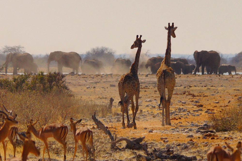 Etosha