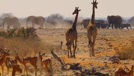 Etosha