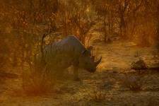 Etosha czarny nosorożec