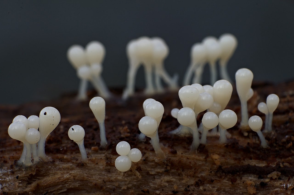 Zapletka maczugowata (hemitrichia clavata)