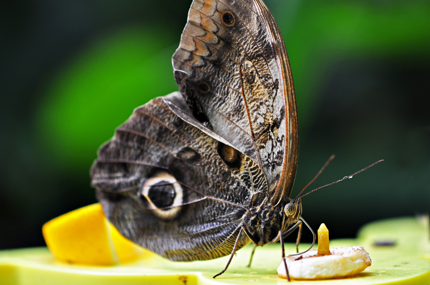 Motyl