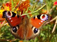 Motyl