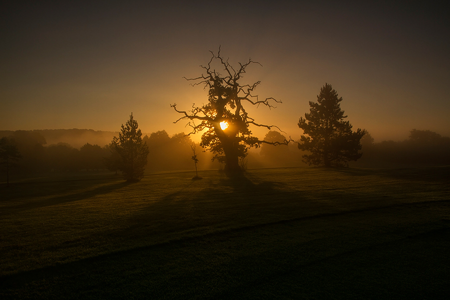 the dead oak