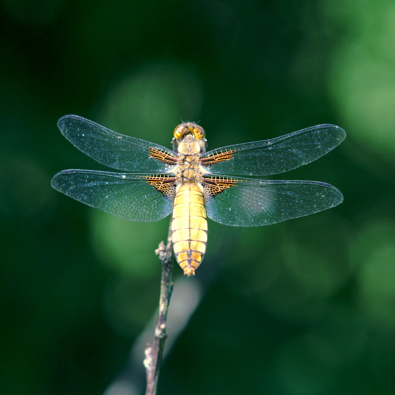 Libellula depressa - Ważka płaskobrzucha