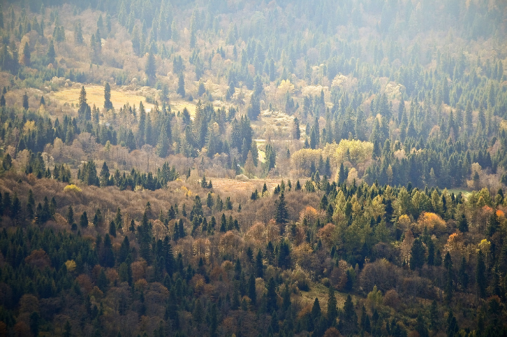 Zapałki