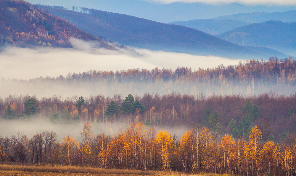 Autumn