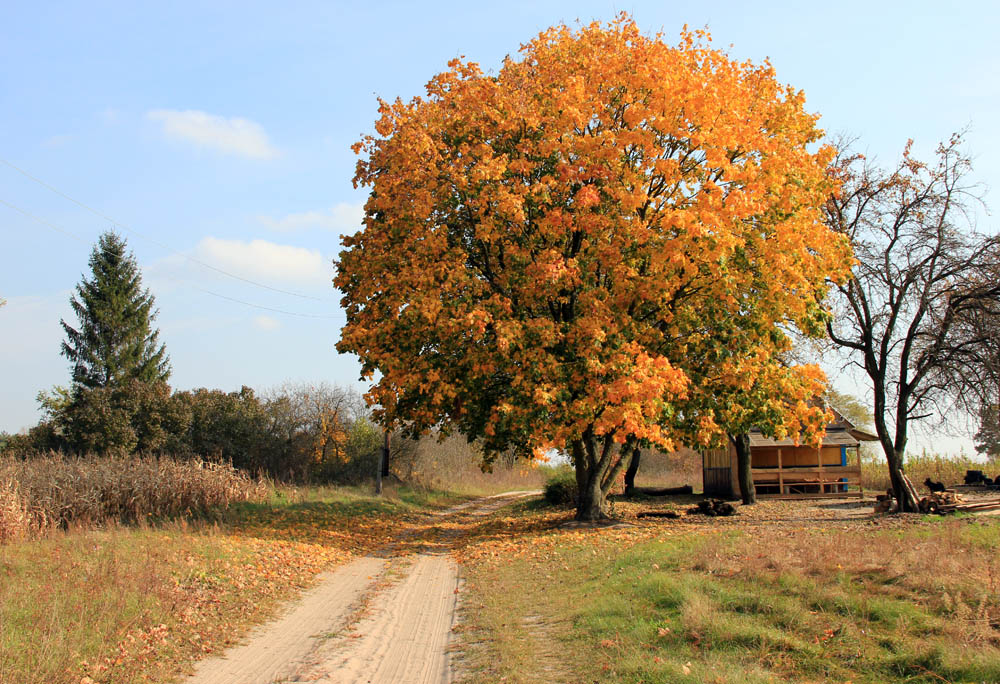 Wieś Janovka