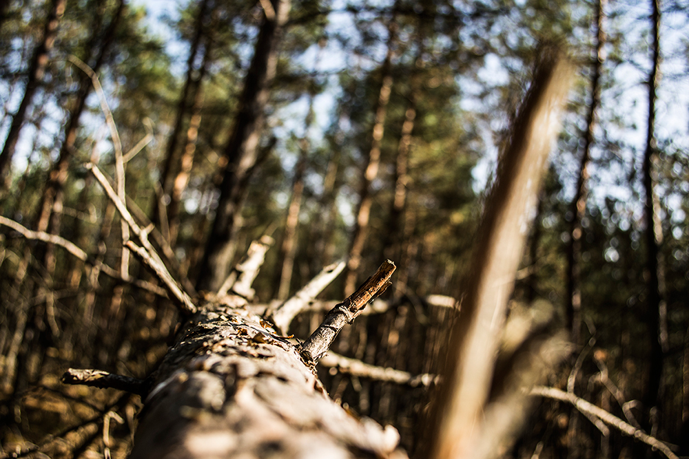 pine