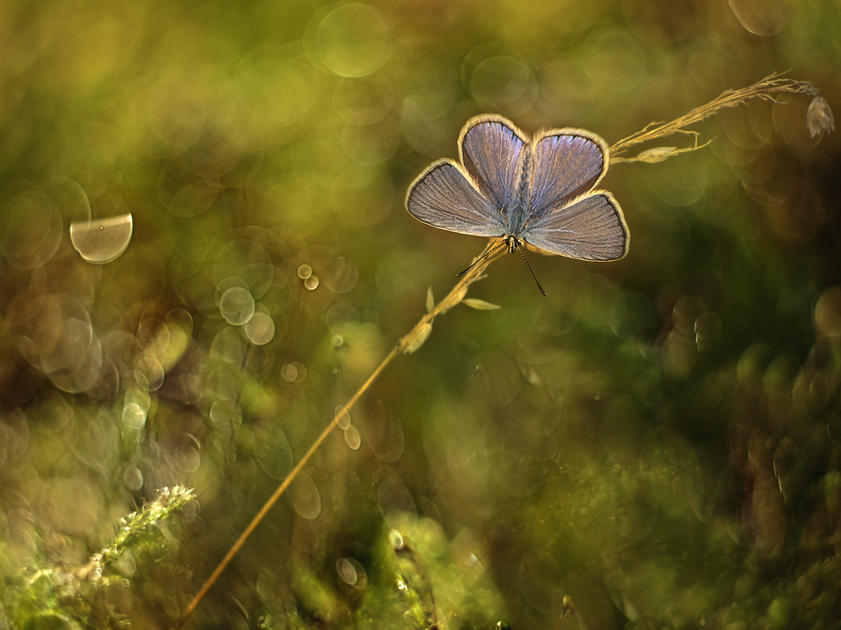 Modraszek ikar (Polyommatus icarus)