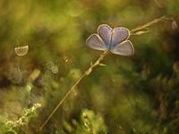 Modraszek ikar (Polyommatus icarus)