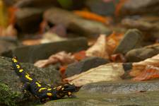 salamandra