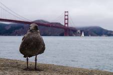 Golden Gate Bridge