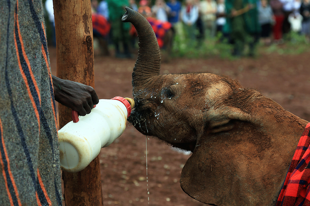 Sheldrick - sierociniec dla słoni, Kenia