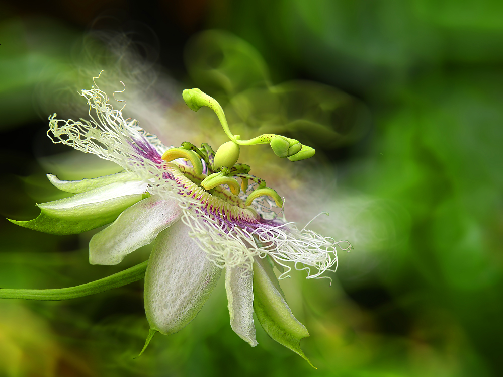 Passiflora