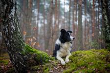 Muffin - border collie