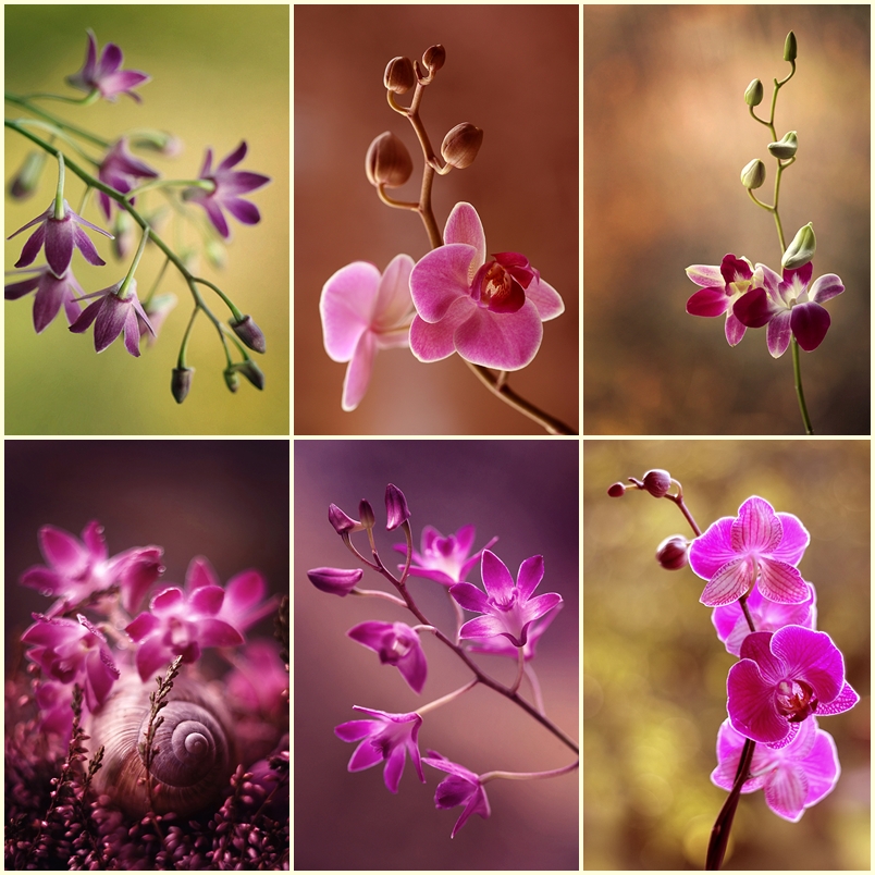 Orchidea mix