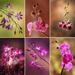 Orchidea mix