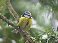 Modraszka zwyczajna (Cyanistes caeruleus)