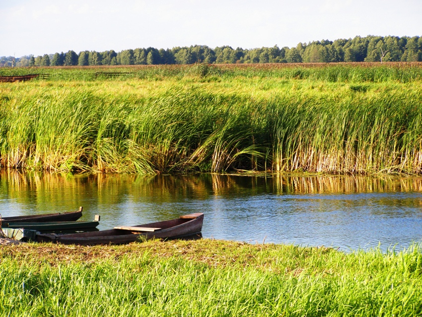 Narew w Waniewie