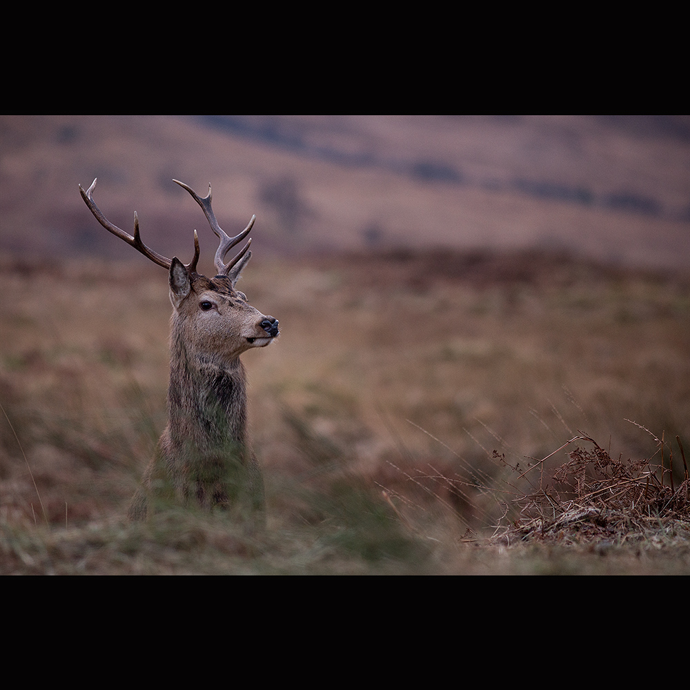 Glen Etive 2