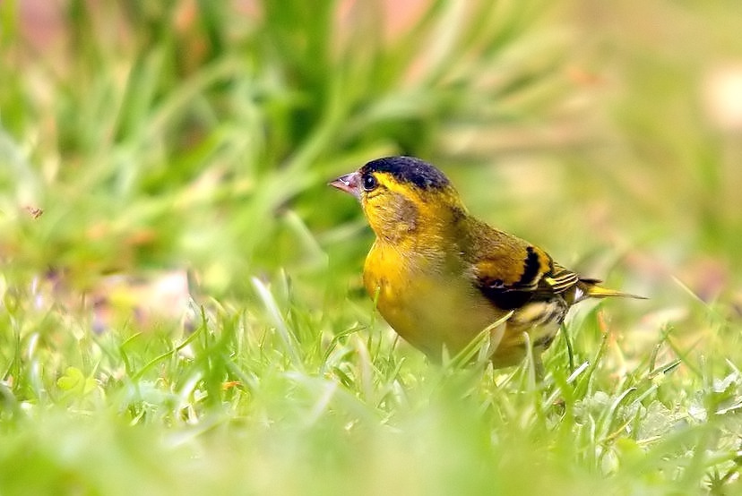 Carduelis spinus