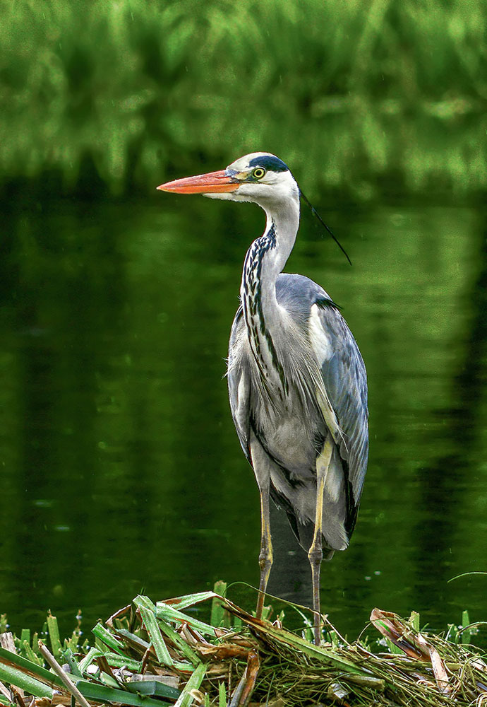 czapla siwa