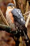 Accipiter nisus