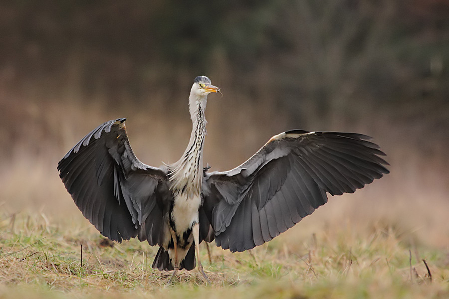 Pterodaktyl....