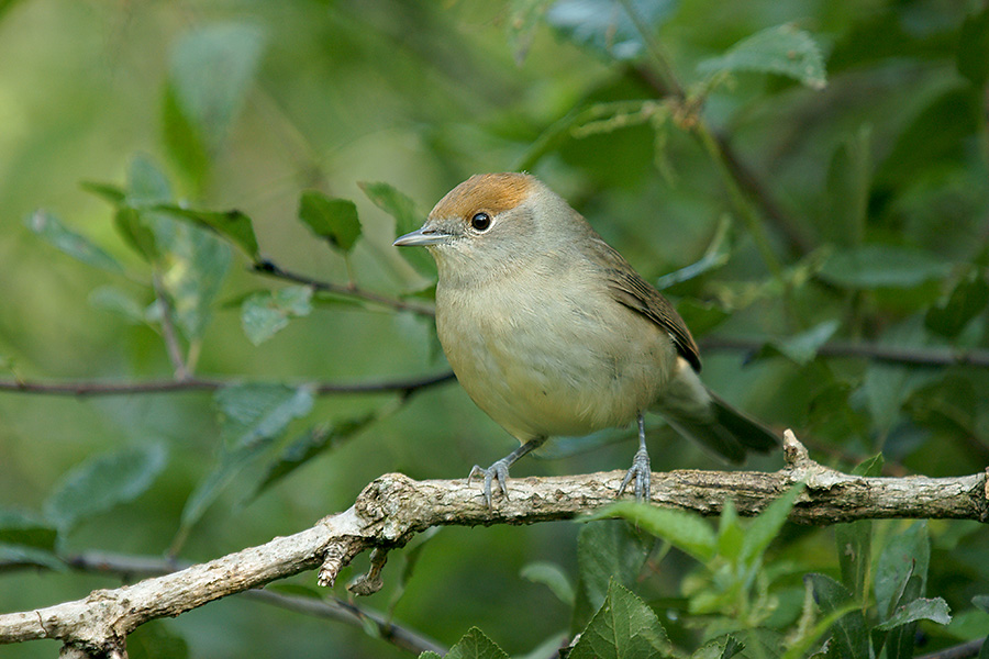 Ruda czapeczka