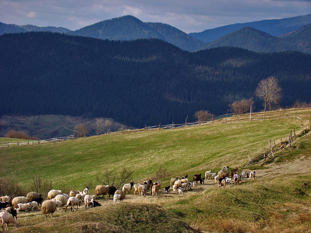 Karpaty podczas Mezhyhirya