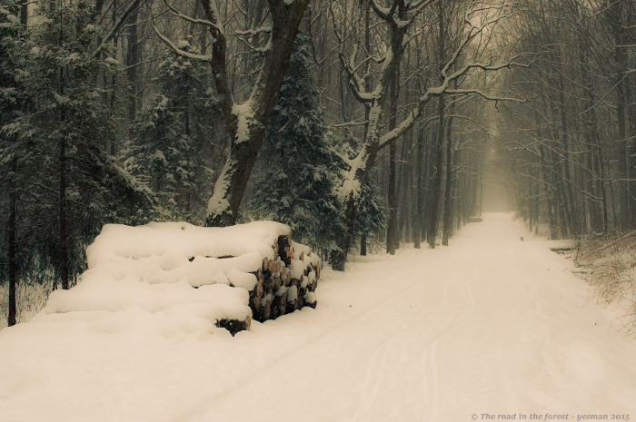 The road in the forest