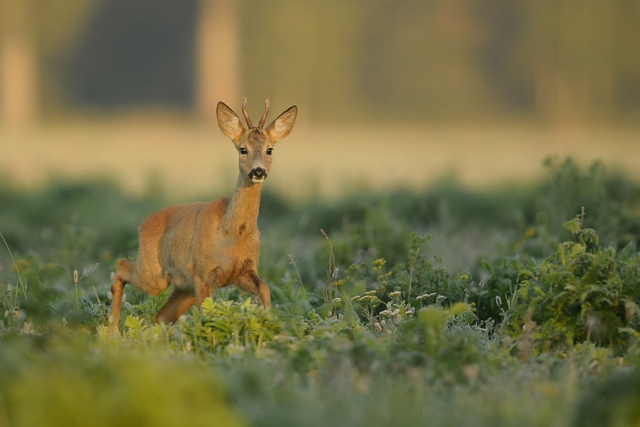 Koziołek