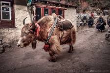 Himalayan Warrior