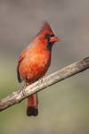 Northern Cardinal