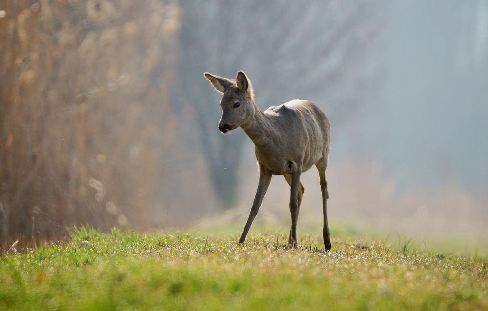 Bambi