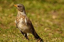 Kwiczoł (Turdus pilaris)