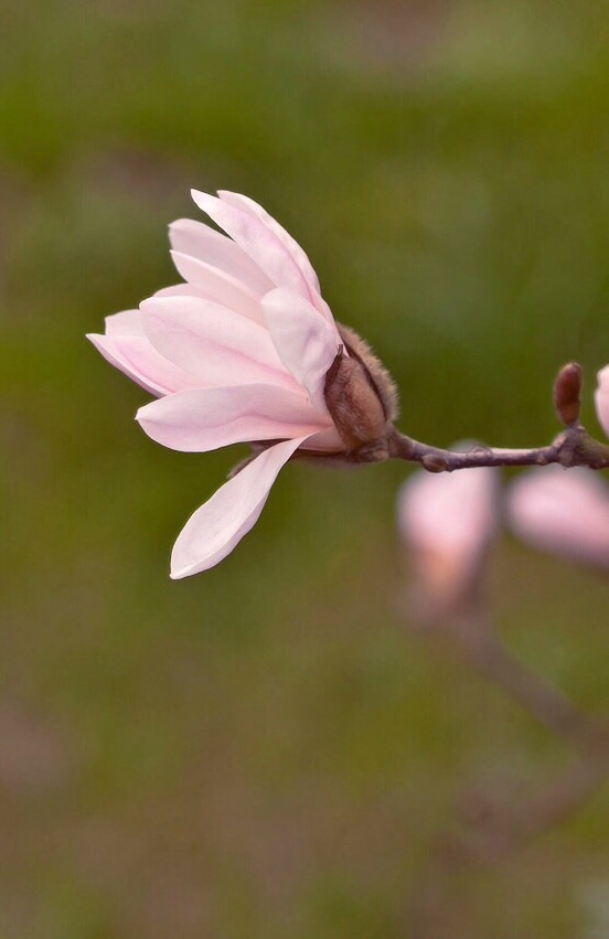 Magnolia