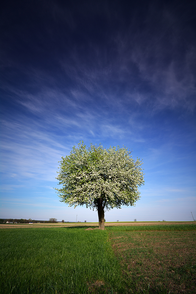 Samotny strażnik