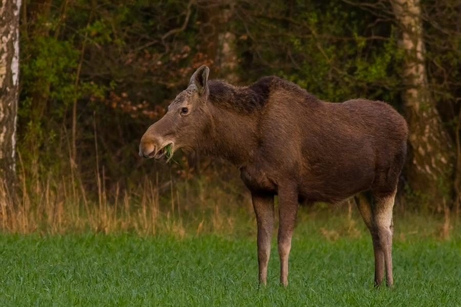 Klępa